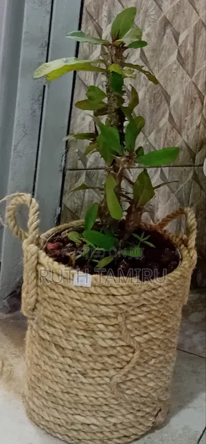 የቤት ውስጥ አትክልት እና አበባዎች