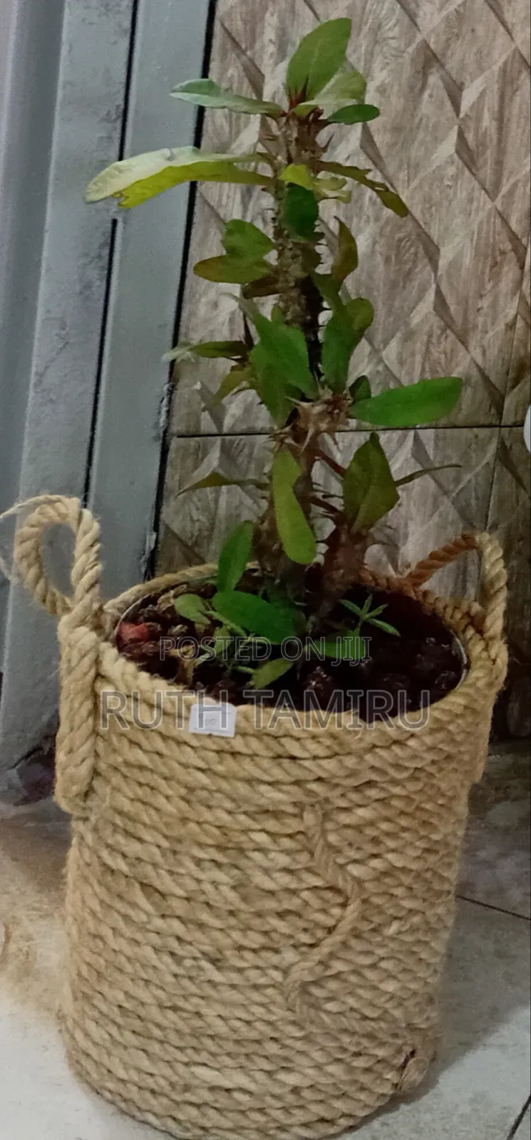 የቤት ውስጥ አትክልት እና አበባዎች