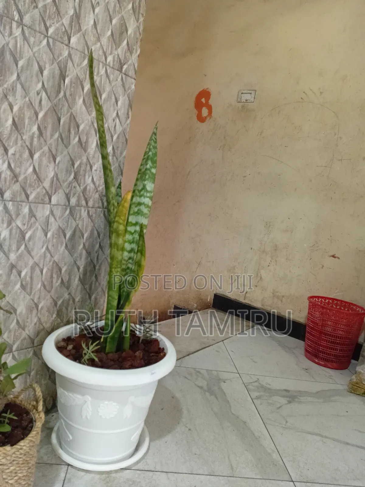 የቤት ውስጥ አትክልት እና አበባዎች