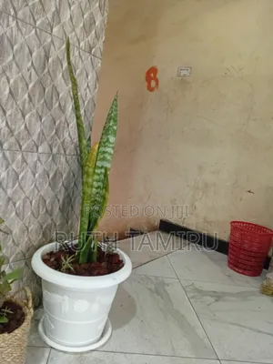 የቤት ውስጥ አትክልት እና አበባዎች