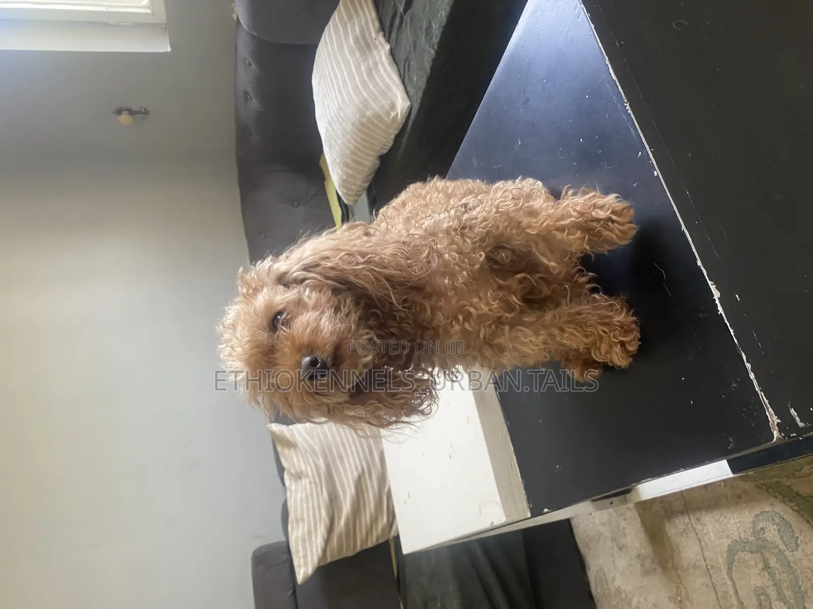 3-6 months Female Purebred Poodle