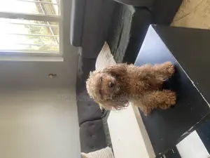 3-6 months Female Purebred Poodle