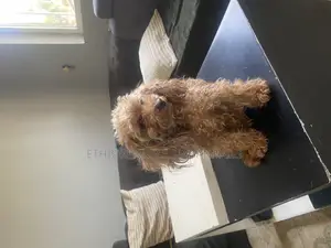 Photo - 3-6 months Female Purebred Poodle