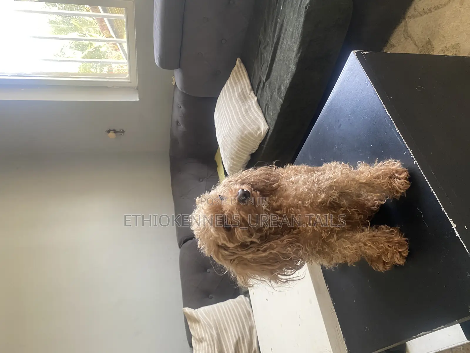 3-6 months Female Purebred Poodle