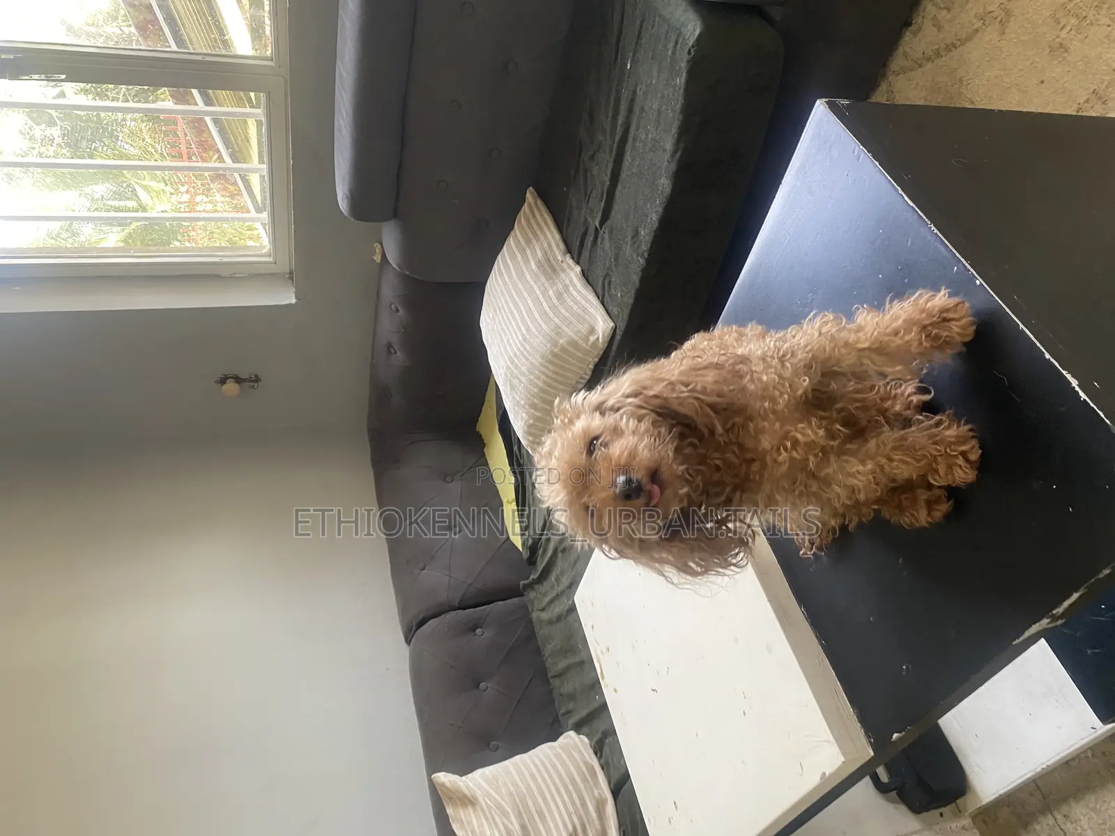 3-6 months Female Purebred Poodle