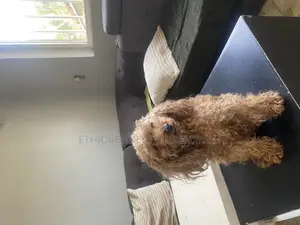 3-6 months Female Purebred Poodle