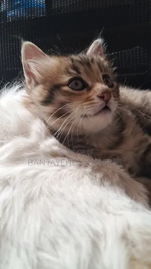 Photo - 1-3 months Female Mixed Breed Tabby