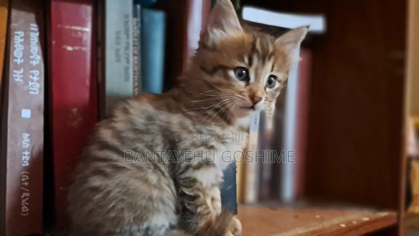 1-3 months Female Mixed Breed Tabby