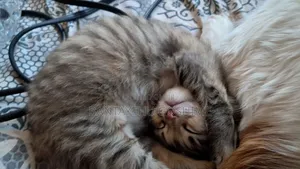 1-3 months Female Mixed Breed Tabby