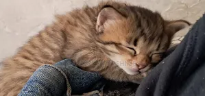 1-3 months Female Mixed Breed Tabby