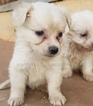 1-3 months Female Purebred Maltese
