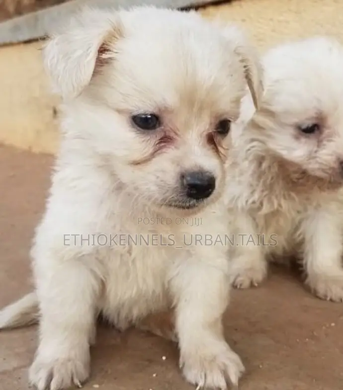 1-3 months Female Purebred Maltese
