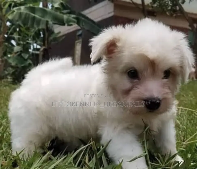 1-3 months Female Purebred Maltese