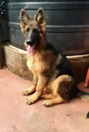 Photo - 3-6 months Male Purebred German Shepherd
