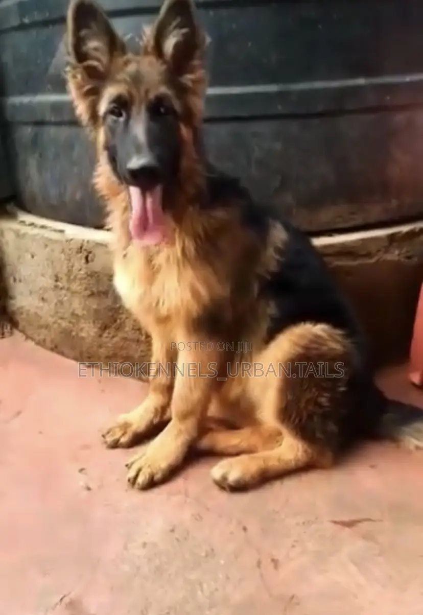3-6 months Male Purebred German Shepherd