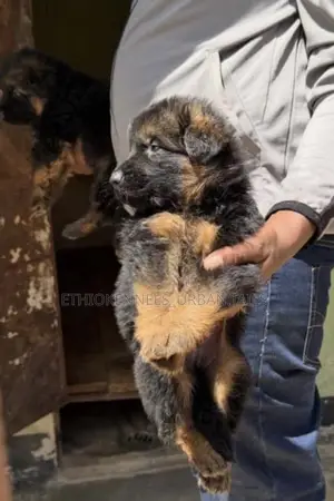 Photo - 1-3 months Male Purebred German Shepherd