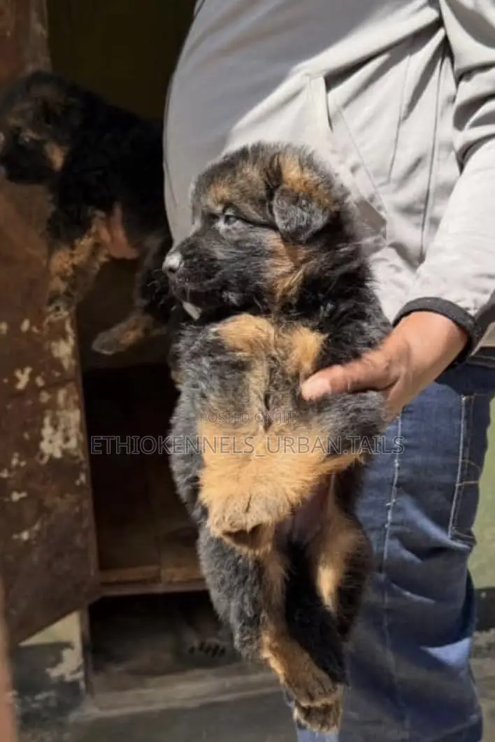 1-3 months Male Purebred German Shepherd