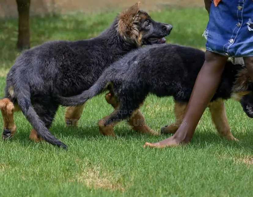 1-3 months Male Purebred German Shepherd