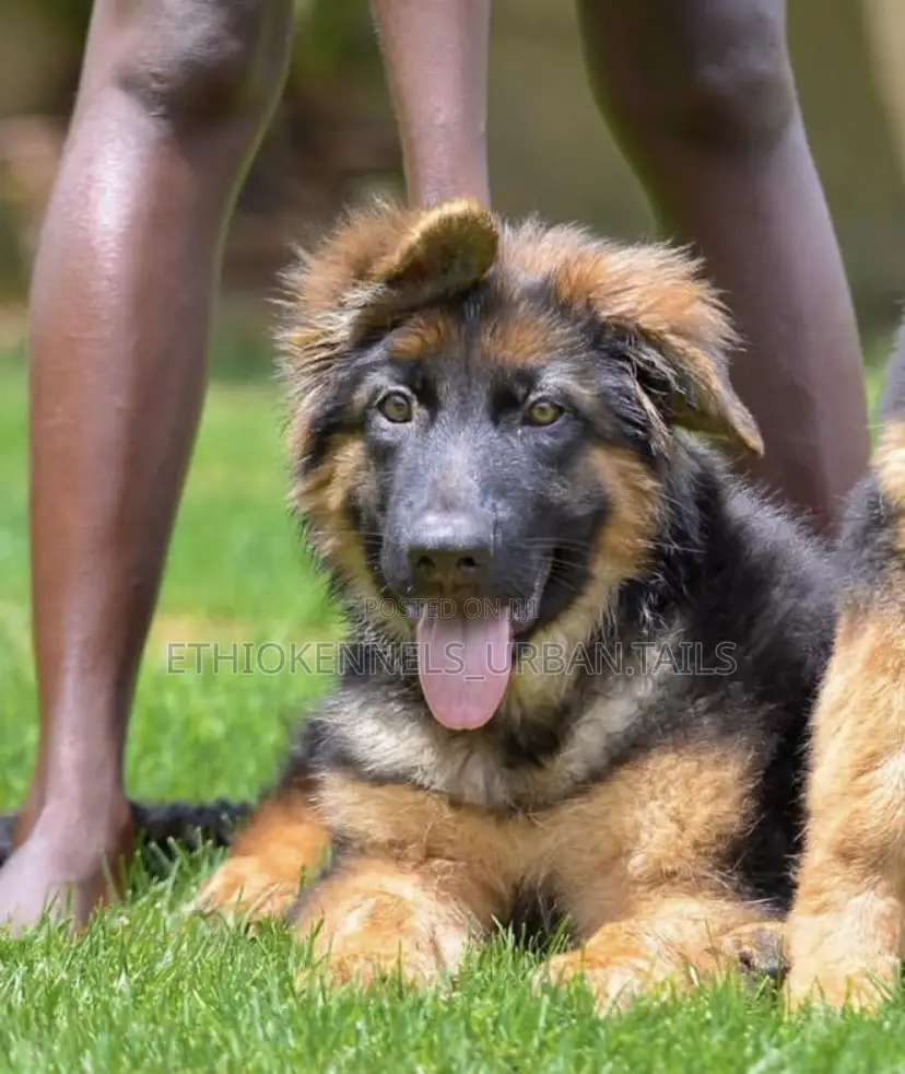 1-3 months Male Purebred German Shepherd