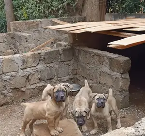 Photo - 1-3 months Male Purebred Boerboel