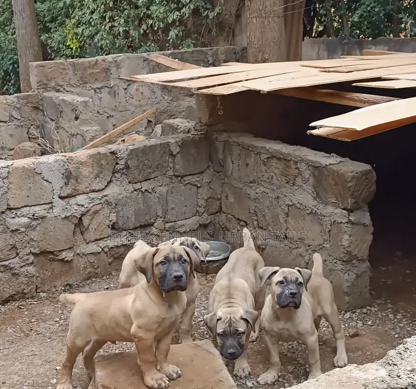 1-3 months Male Purebred Boerboel