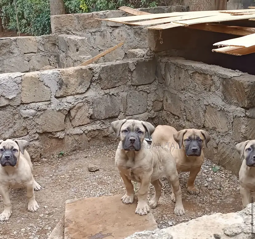 1-3 months Male Purebred Boerboel