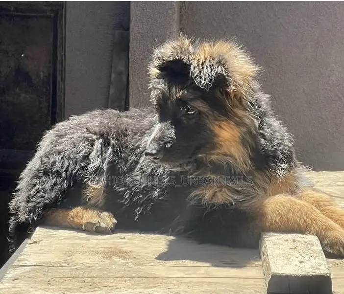 1-3 months Male Purebred German Shepherd