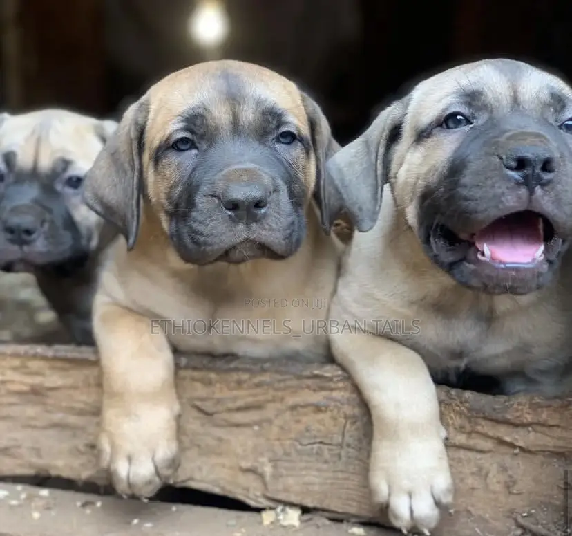 1-3 months Male Purebred Boerboel