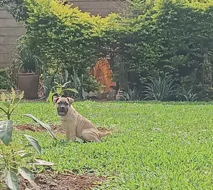 1-3 months Male Purebred Boerboel