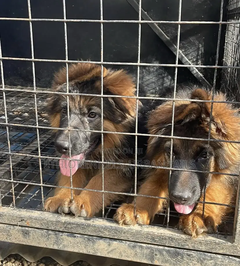 1-3 months Male Purebred German Shepherd