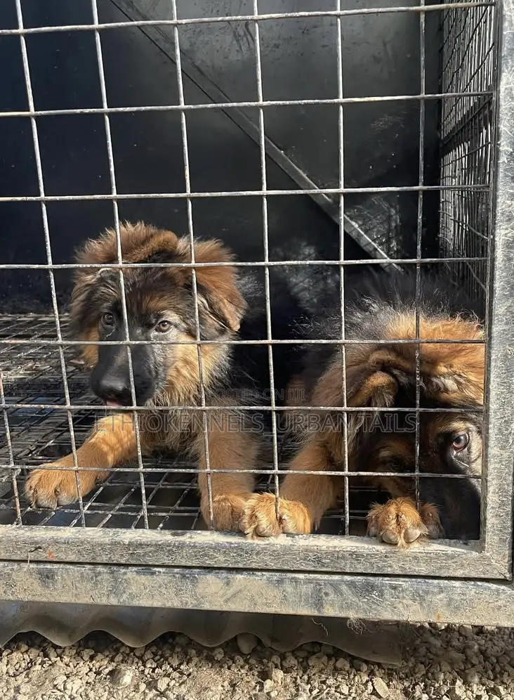 1-3 months Male Purebred German Shepherd