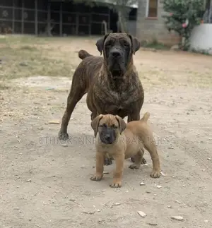 Photo - 1-3 months Female Purebred Boerboel