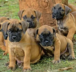 Photo - 1-3 months Female Purebred Boerboel