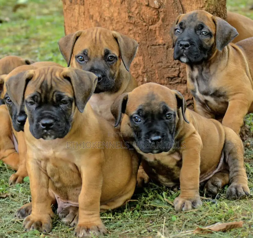 1-3 months Female Purebred Boerboel