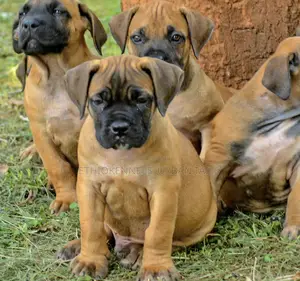 1-3 months Female Purebred Boerboel
