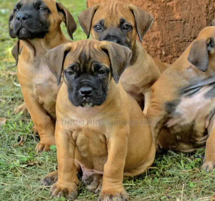 1-3 months Female Purebred Boerboel
