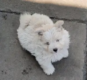 Photo - 1-3 months Male Purebred Maltese