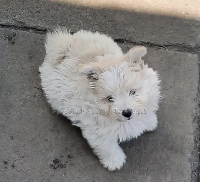 1-3 months Male Purebred Maltese