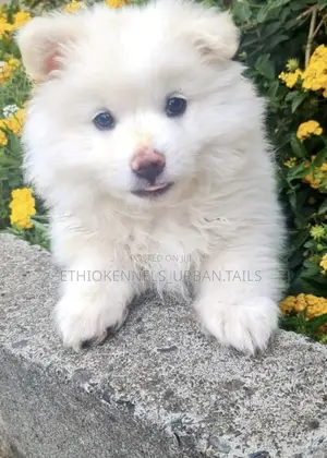1-3 months Male Purebred Maltese