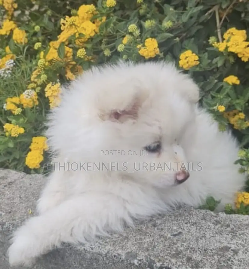 1-3 months Female Purebred Maltese