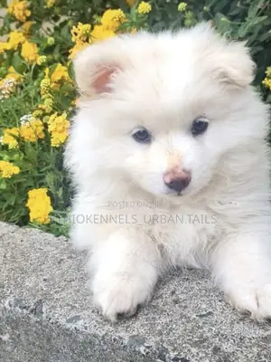 1-3 months Female Purebred Maltese