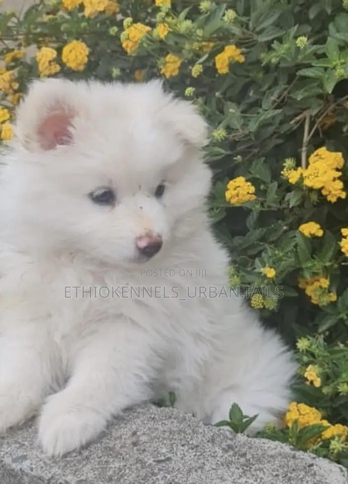 1-3 months Female Purebred Maltese