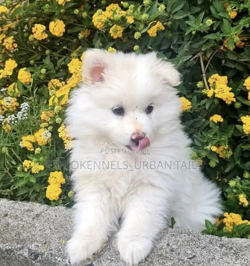 1-3 months Female Purebred Maltese