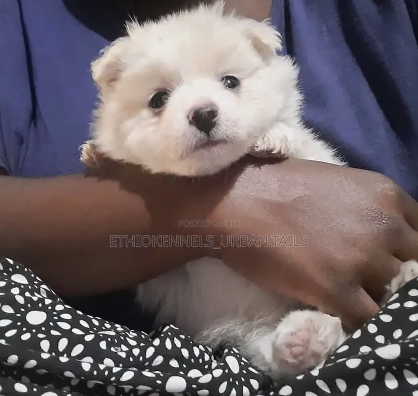 1-3 months Male Purebred Maltese