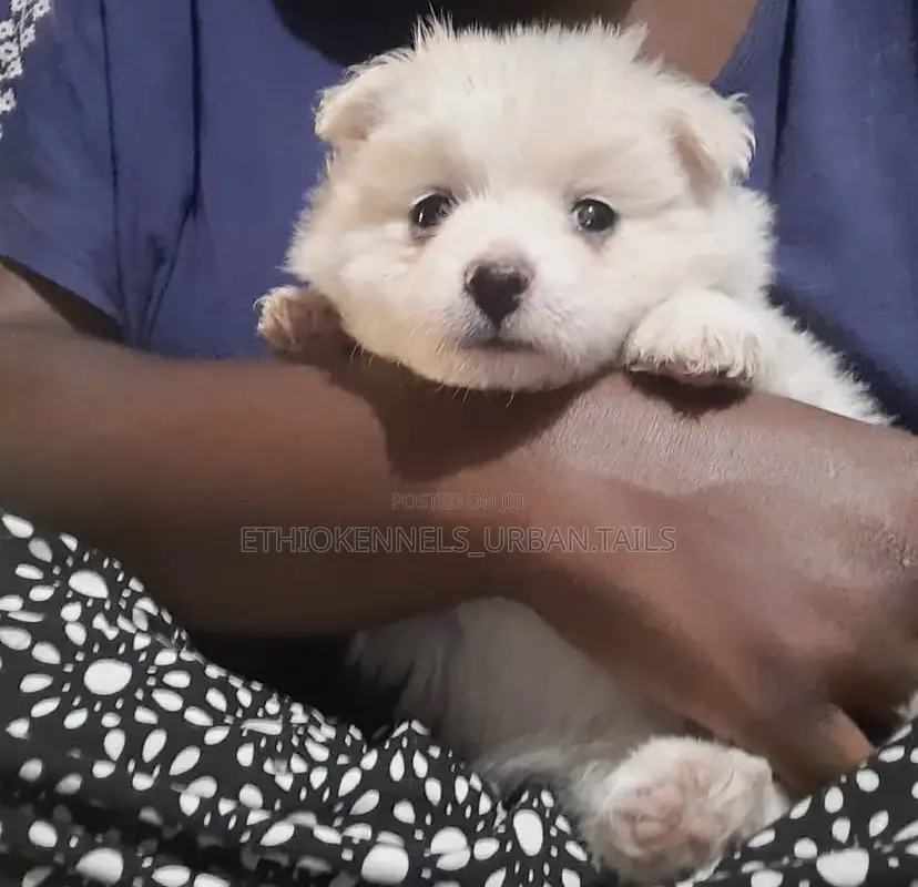 1-3 months Male Purebred Maltese