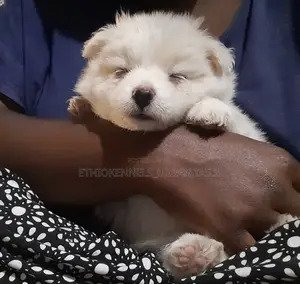 1-3 months Male Purebred Maltese