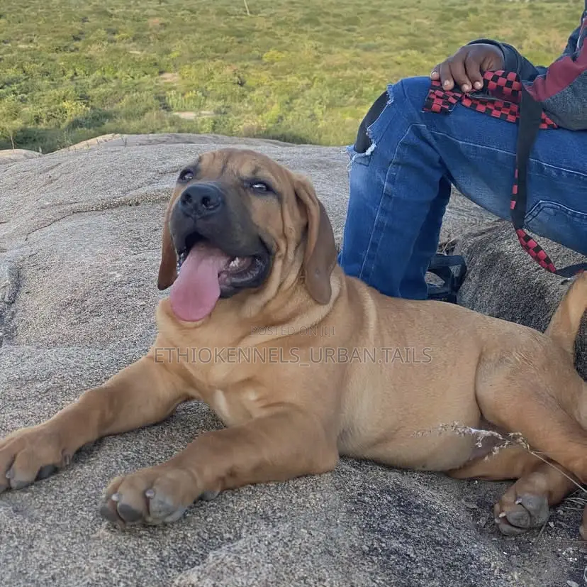 1-3 months Male Purebred Boerboel