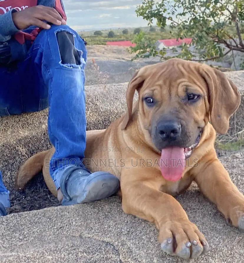 1-3 months Male Purebred Boerboel