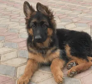 1-3 months Male Purebred German Shepherd