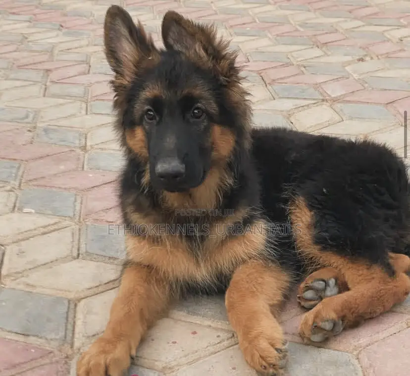 1-3 months Male Purebred German Shepherd